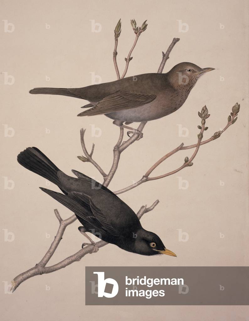 Immagine di Stampa "Turdus merula" di William MacGillivray, b/w