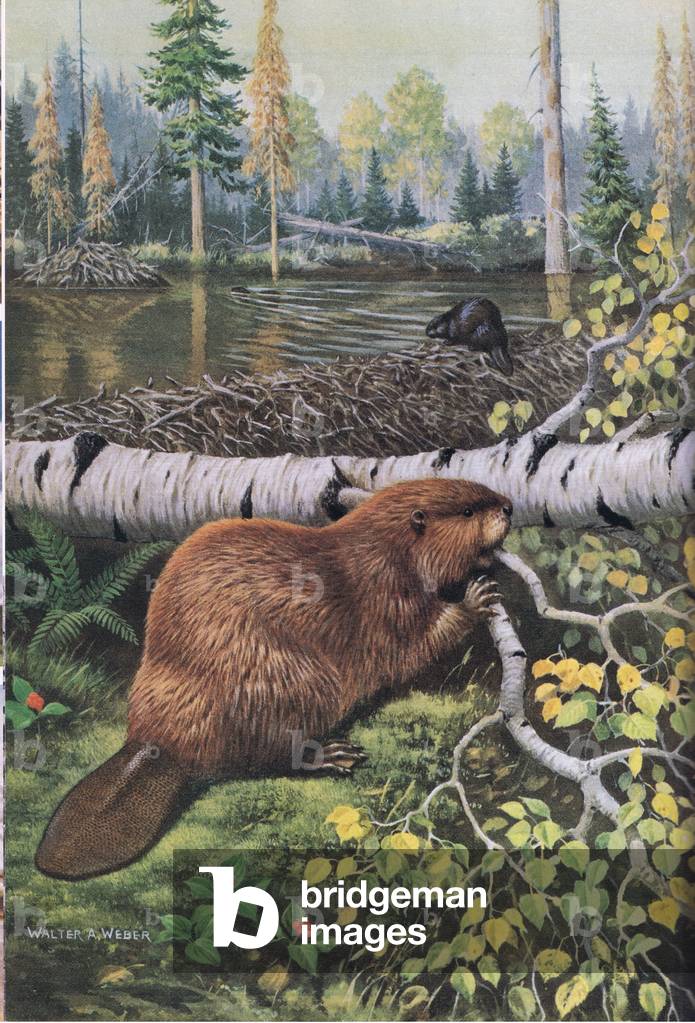I castori sono vegetariani che preferiscono la corteccia morbida di Aspens, Salici e Cottonwood, ma mangiano a