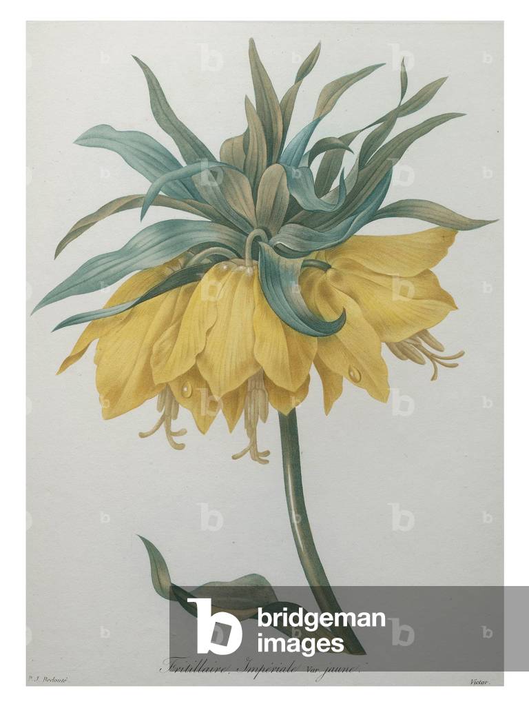 Fiore Corona, Fritillaire