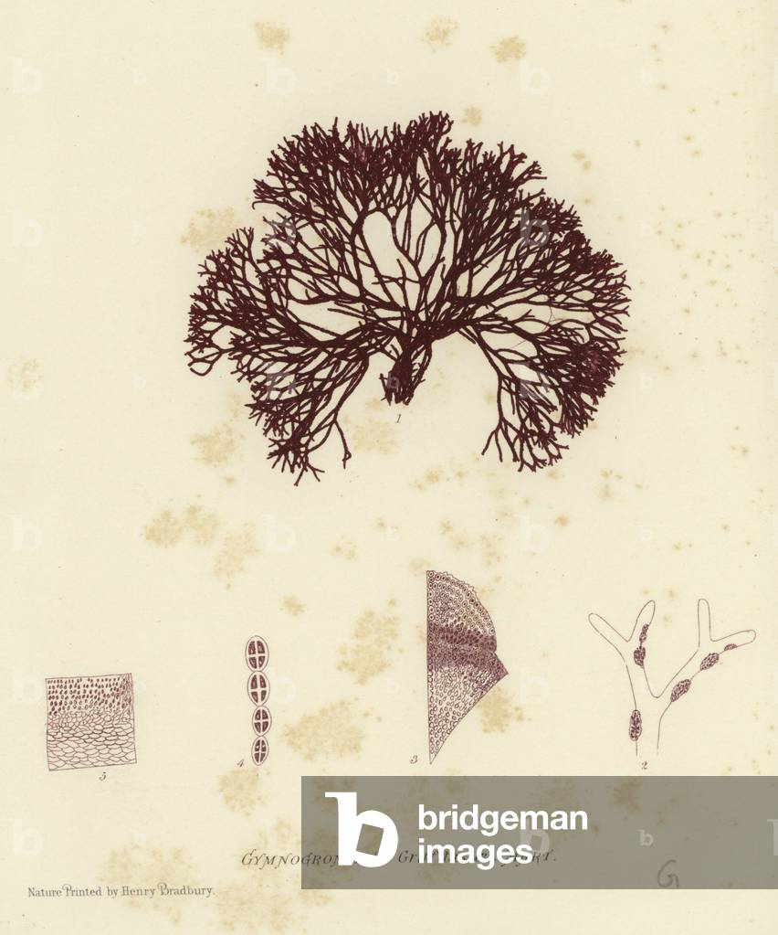 Britisches Meeresjäschen (natur gedruckt)