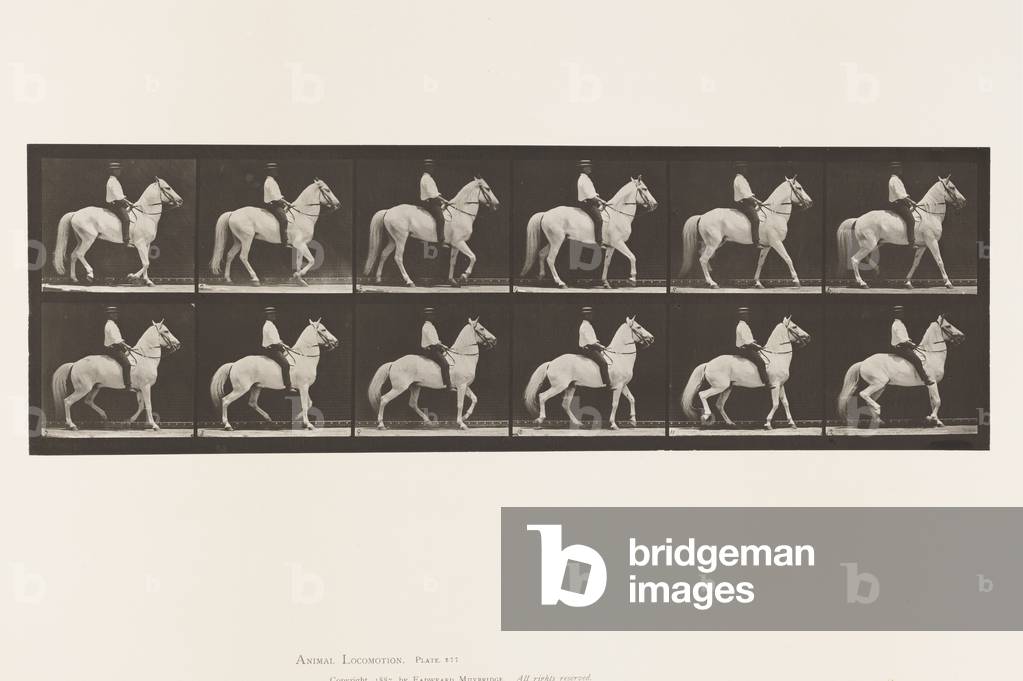 Image of Photography depicting Plate 577. Walking; Saddle; Irregular; White Horse Clinton 1885 by Eadweard Muy