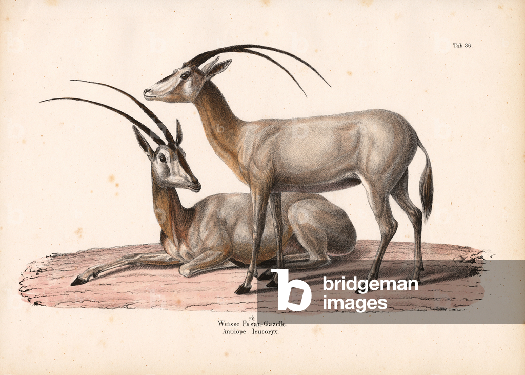 Oryx blanc, 1848 (lithographie)