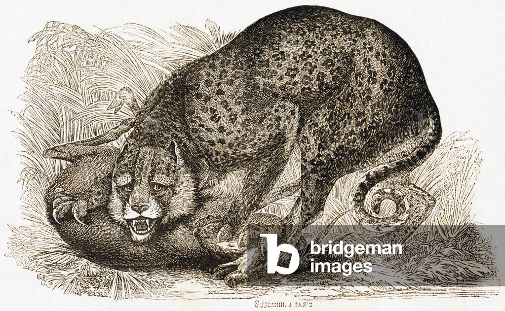 Immagine di Incisione "Leopardo che divora la preda" 1892
