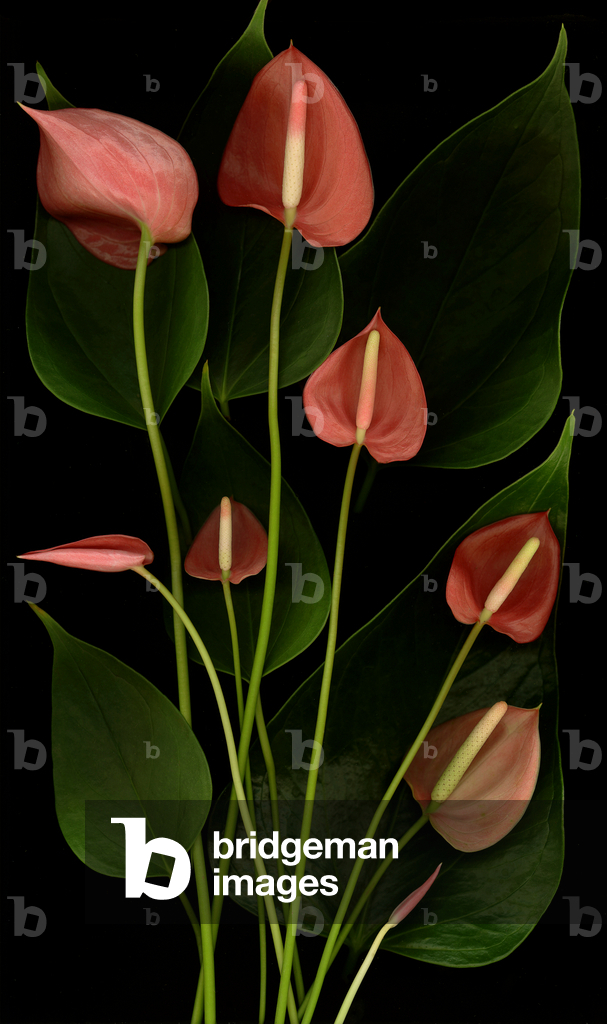 Immagine di Fotografia "Pink_Antherium (foto)" di Harold Feinstein