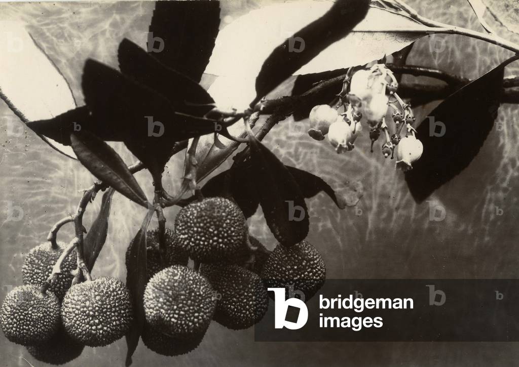 Arbutus unedo, c.1895-1910 (stampa gelatina oro)