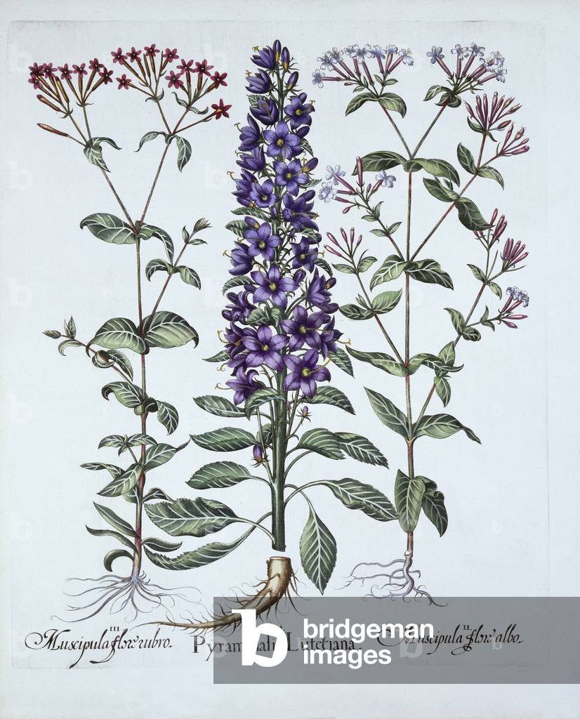 Bild von Gravur "Pyramidale Campanula" 1613 von German School