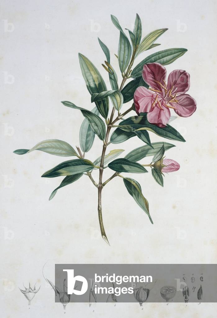 Rhexia speciosa