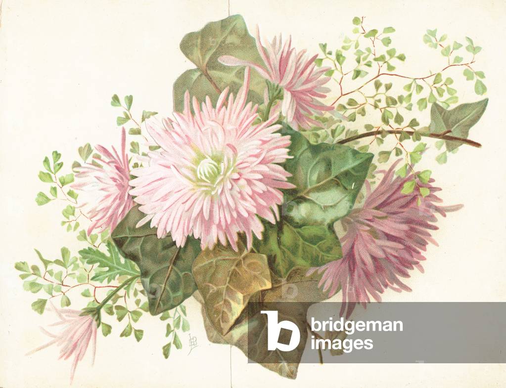 "Fiori rosa (Dahlia)" di English School