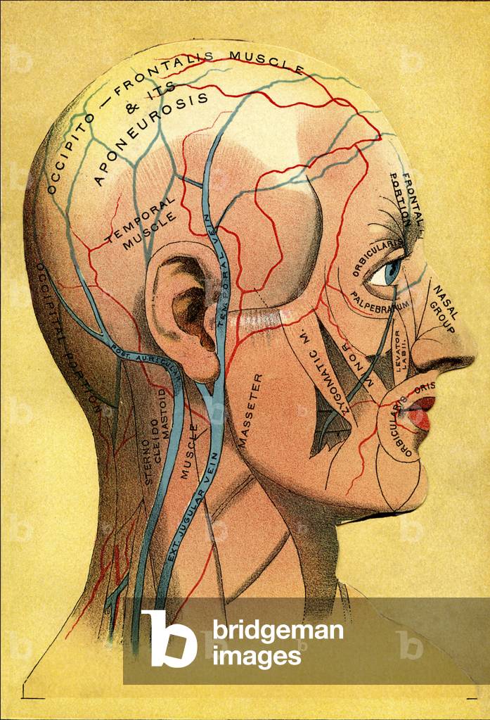 Anatomical chart, the head - Scalp: venous drainage