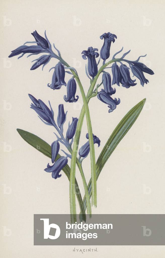 Hyazinthe (Chromolitho)