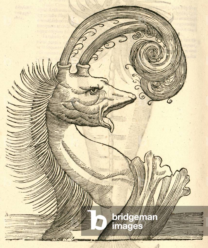 illustration de “Pseudophyseter” de “History of Monsters'” d'Aldrovandi, 1642 par Italian School