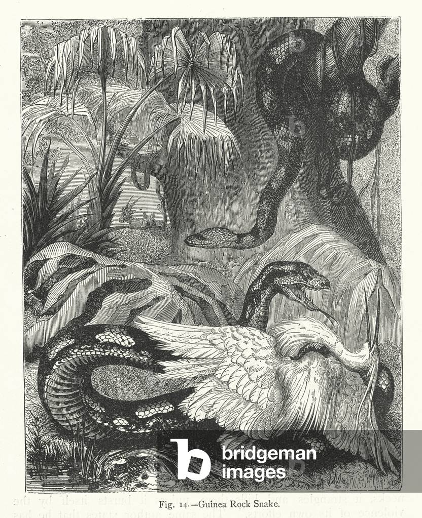 "Guinea-Felsenschlange (Gravur)" 1900 von European School