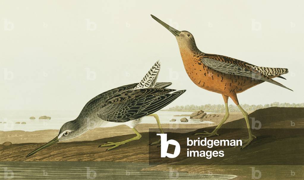 Limnodromus griseus by John James Audubon