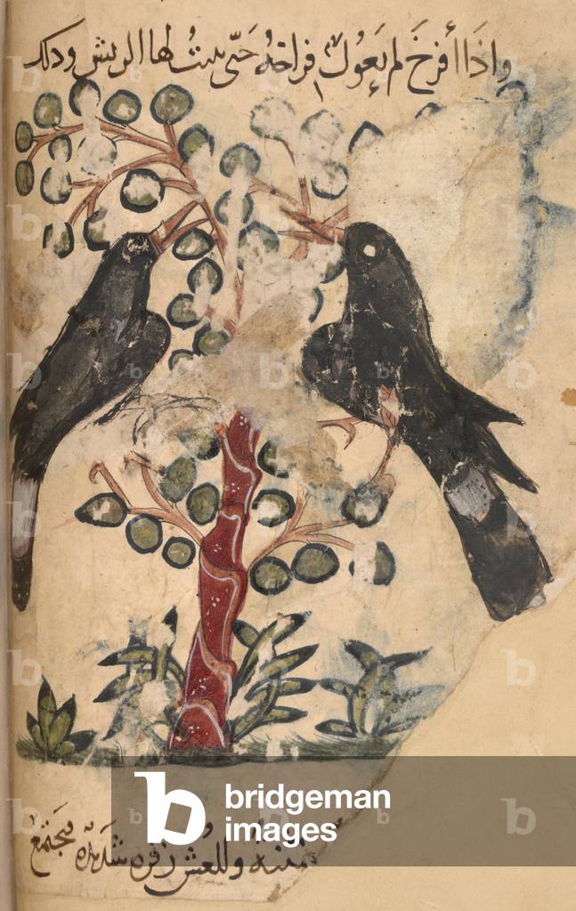Two crows., b/w