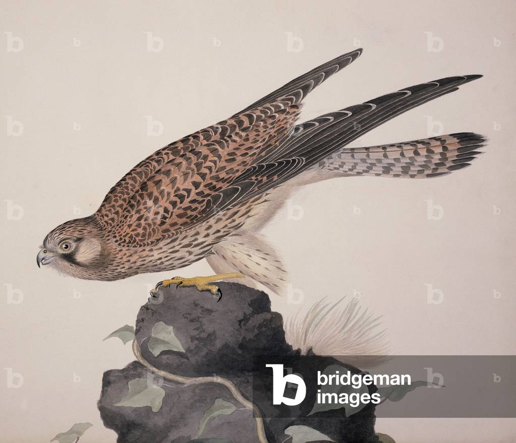 Image of Print depicting Falco tinnunculus by William MacGillivray