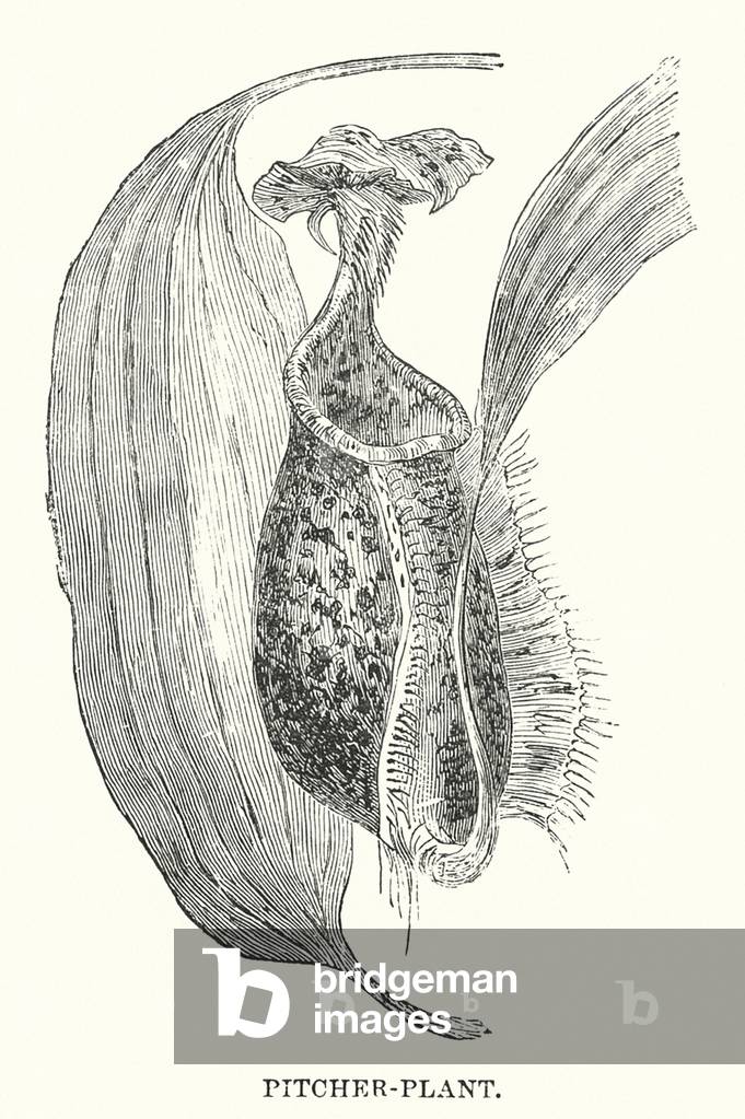 "Pitcher-plant (incisione)" 1900 di English School