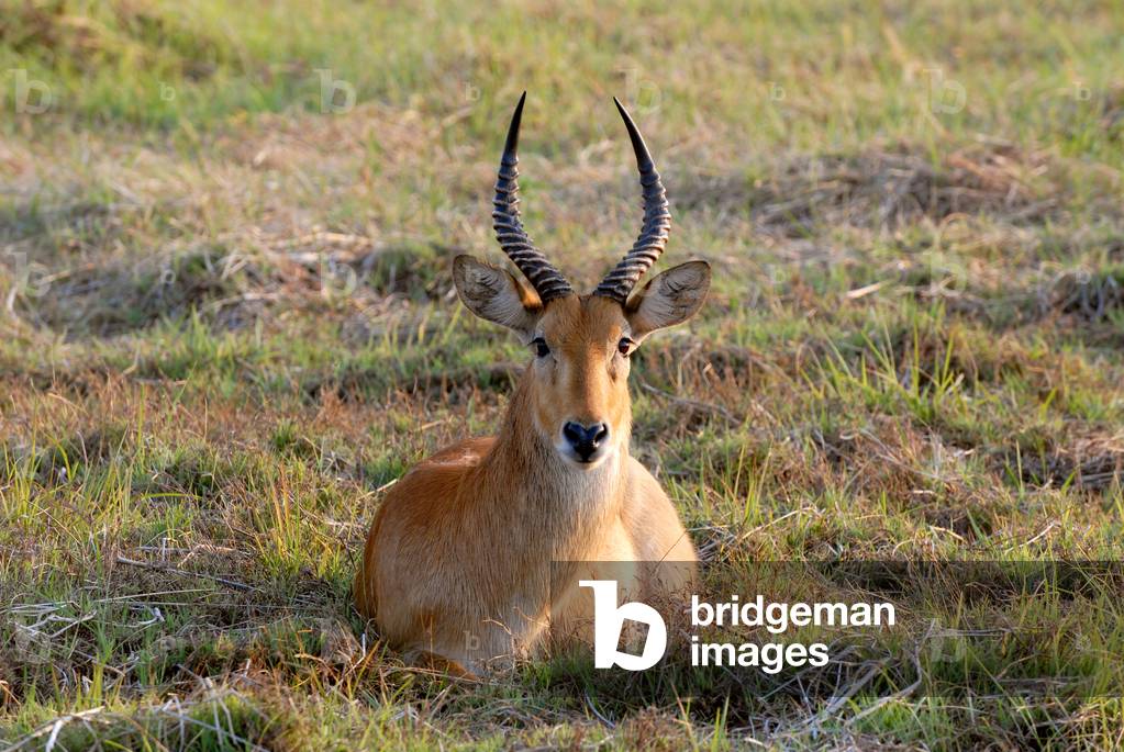 Immagine di Fotografia "Zambia" di Catherine Shepard