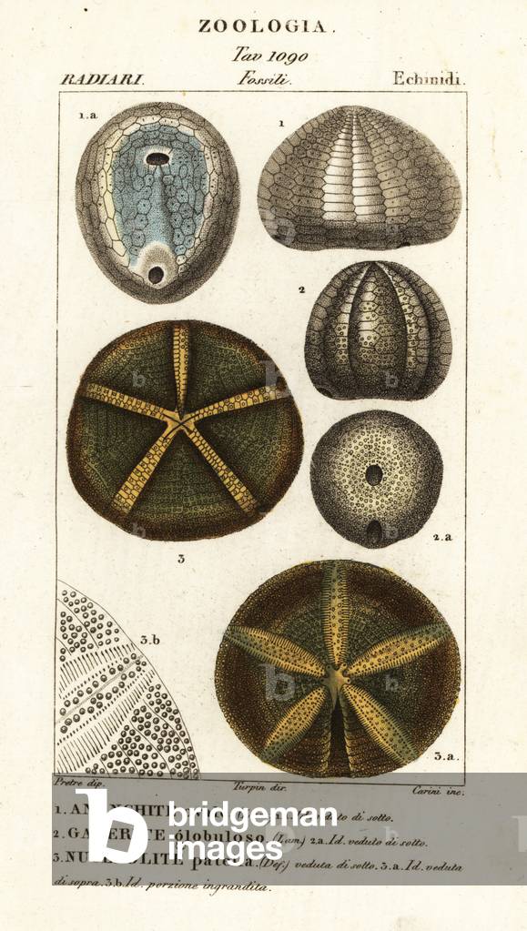 Image of Fossils of extinct sea urchins Echinocorys (Ananchites) 1