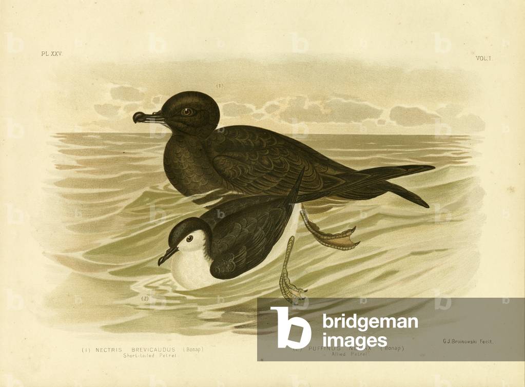 "Petrel coda corta", 1891 di Gracius Broinowski, b/w