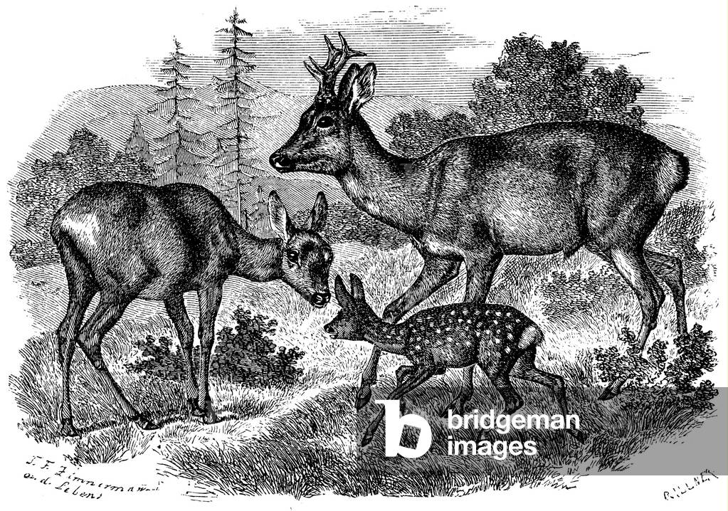 Image of Engraving depicting Deer, b/w