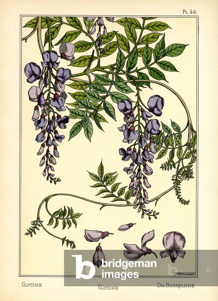 The Glycine (colour litho) by Maurice Pillard Verneuil