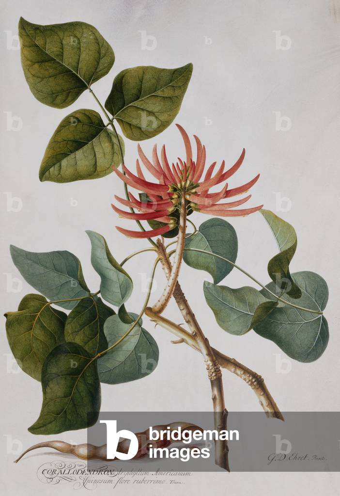 Coral Tree (crayon et w/c)