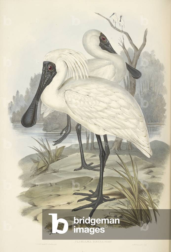Royal Spoonbill.