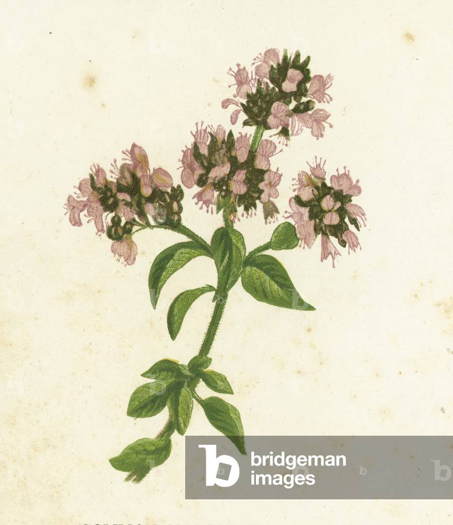 Majoran, Origanum Vulgare (Farbe Litho)