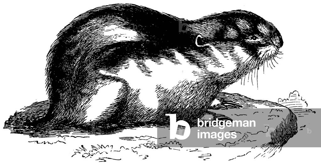 Image of Engraving depicting Lemming, b/w