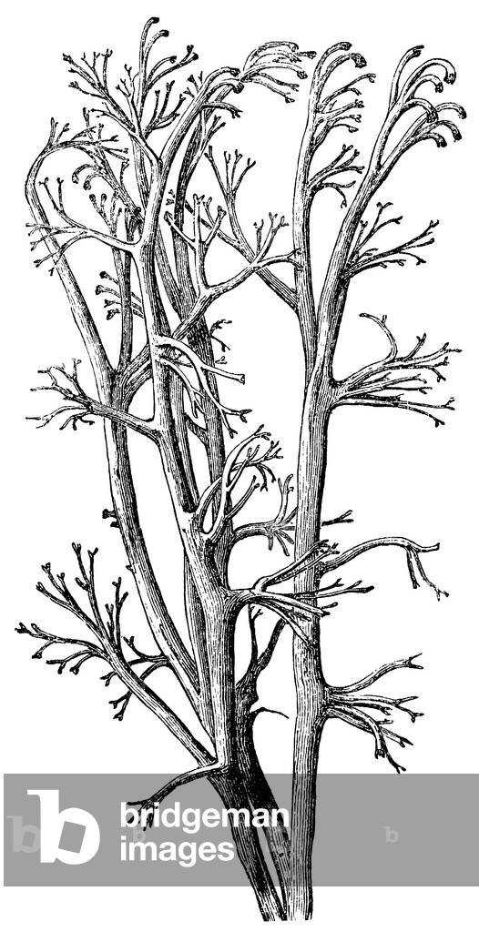 Image de Gravure représentant lichens de rennes, b/w