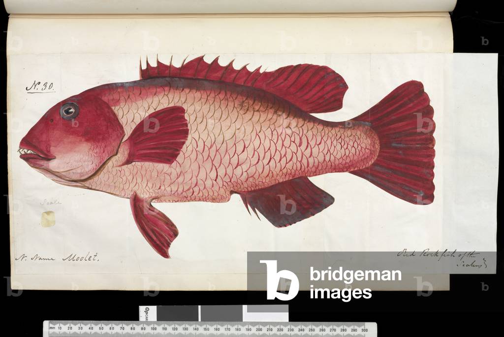 "Fisch Illustration von Robert Neill" 1839