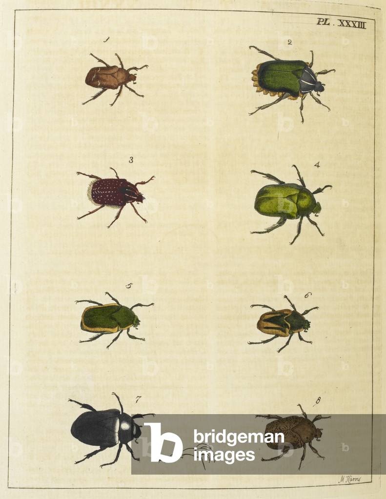 coleotteri e forse afidi.