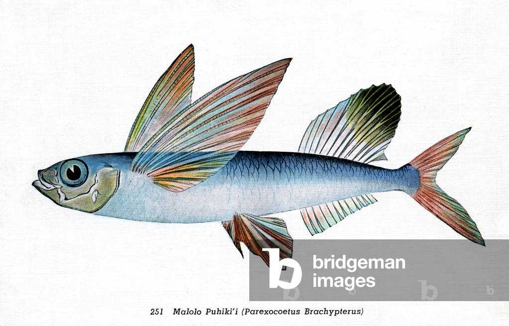 Seefisch fliegende Fische