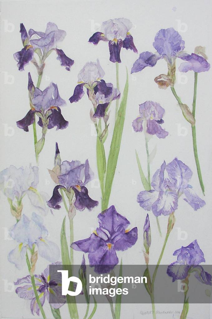 Irises, 2004 (w/c auf Papier)