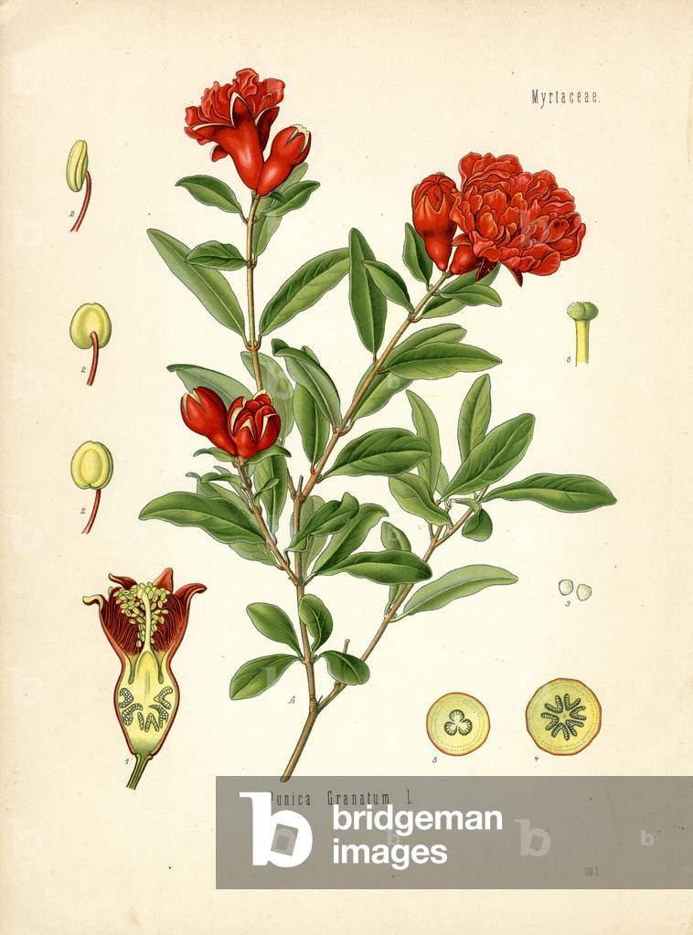 Pomegranate (colour litho)