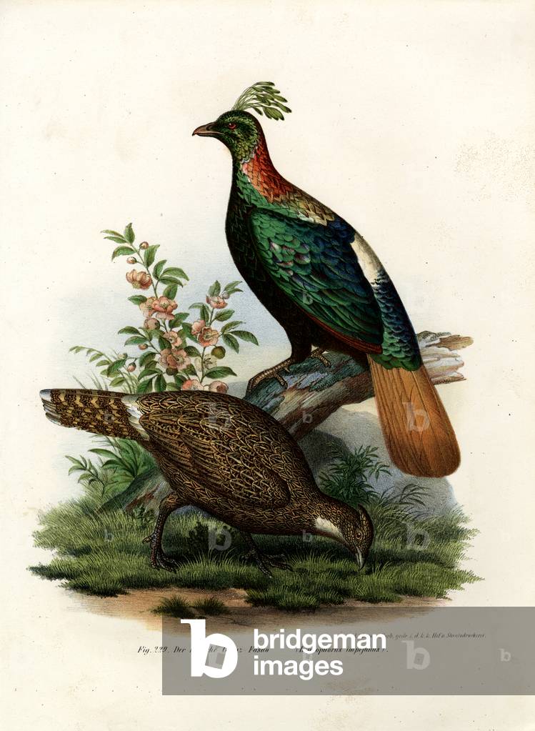 "Himalaya Monal Fasan", 1864 von German School
