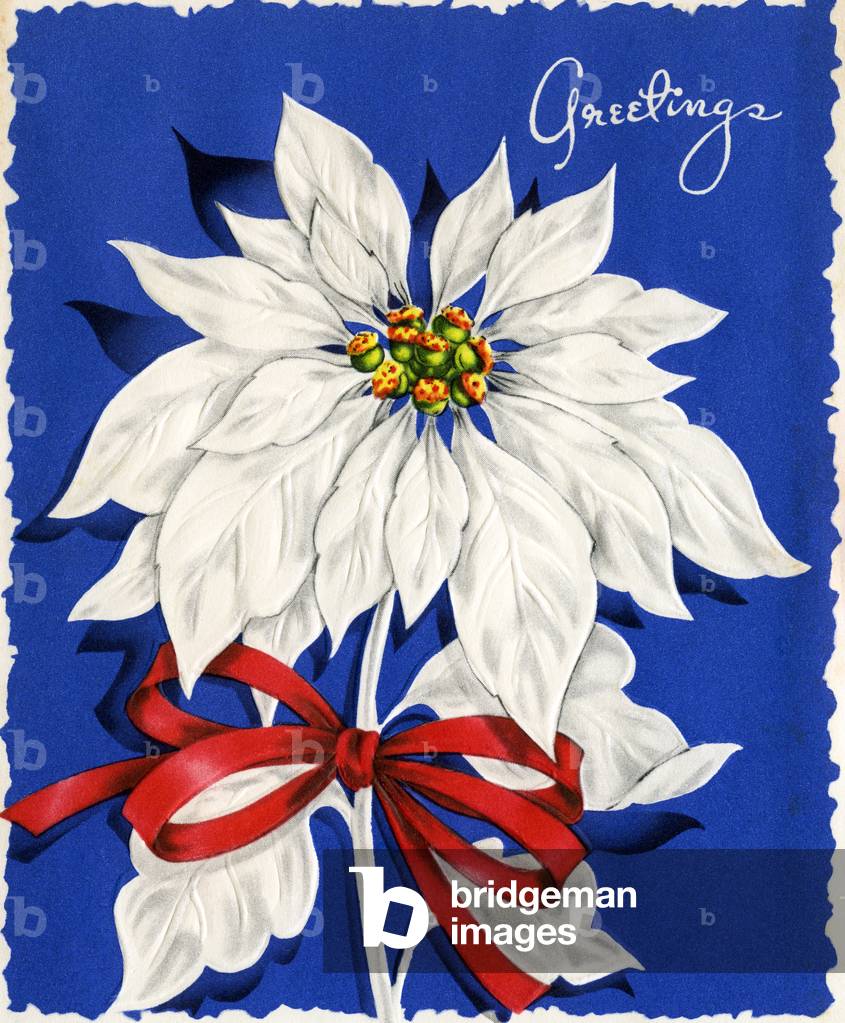 Illustrazione d'epoca di Natale Poinsettia, anni 40-50 (serigrafia)