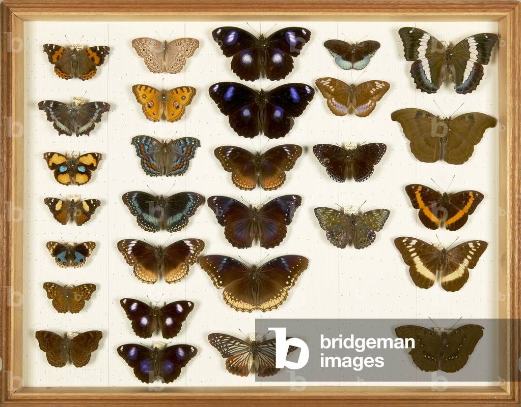 Immagine di Altri "Esemplari entomologici della collezione Wallace"