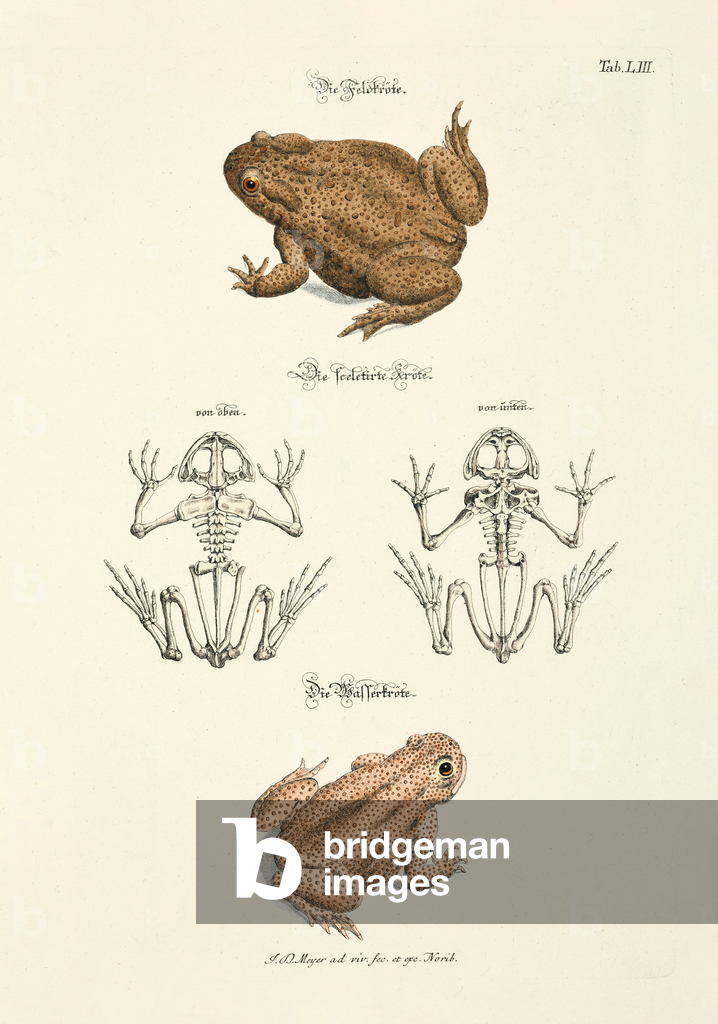 Crapaud commun et crapaud d'eau avec squelettes, 1748 (gravure sur cuivre coloriée à la main)