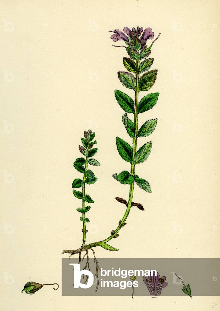 Immagine di Incisione "Bartsia Alpina"