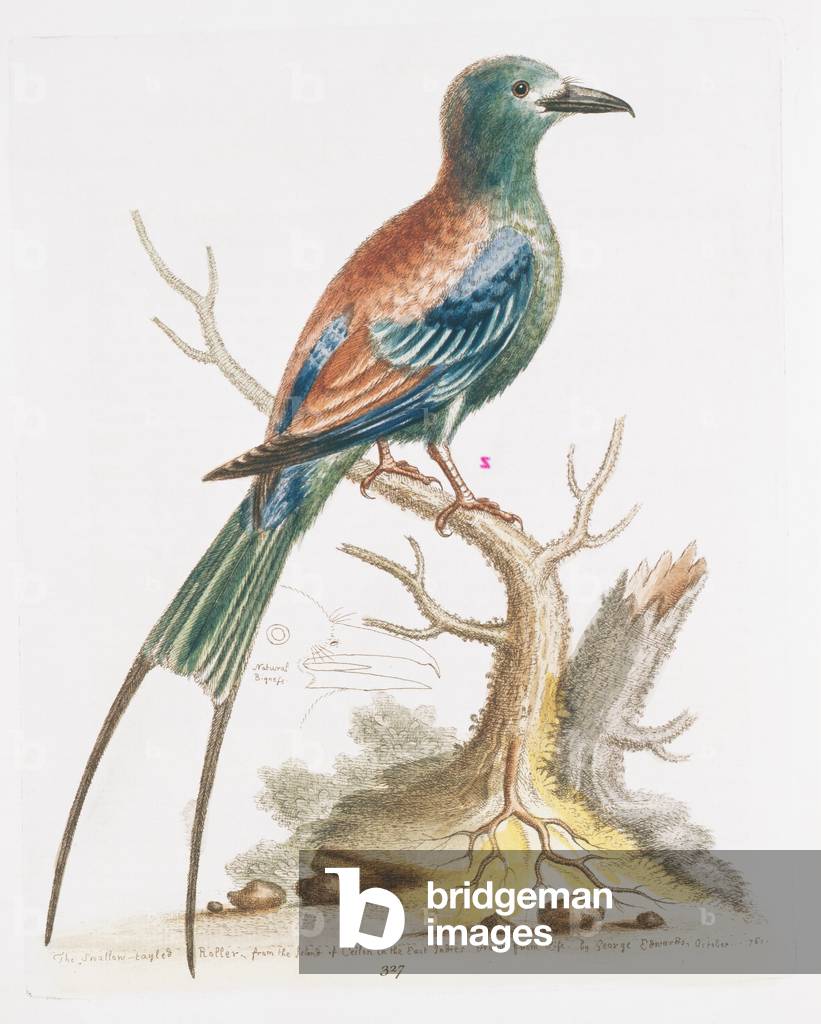 "Piatto 327 da The Bleanings of Natural History di George Edwards"