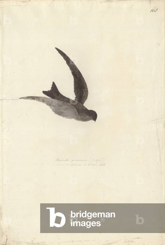 Immagine di Disegno "Aerodramus leucophaeus" di Georg Forster, b/w
