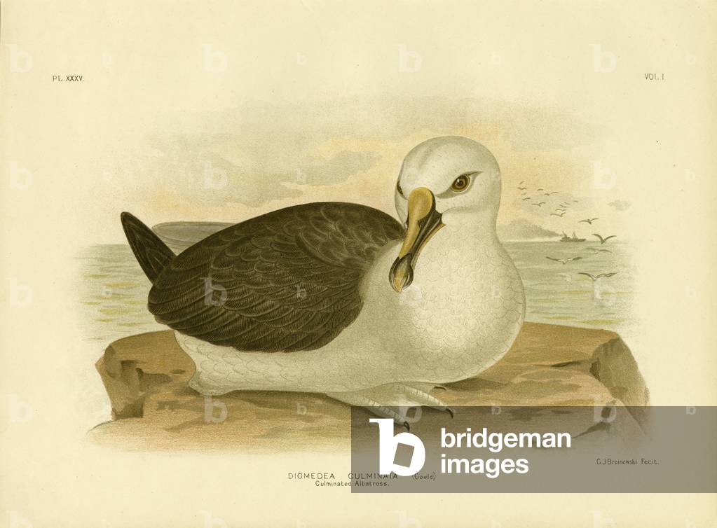 "Albatross culminato", 1891 di Gracius Broinowski, b/w