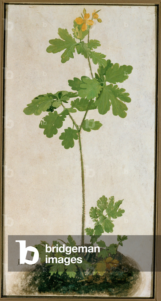 Bild von Gemälde "Großes Schöllkraut (Aquarell" von German School