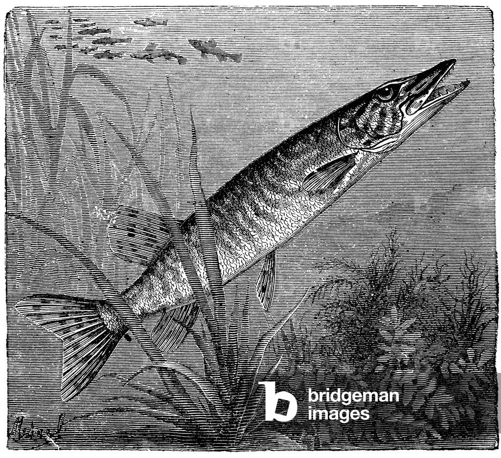 Image de Gravure représentant Pike, b/w