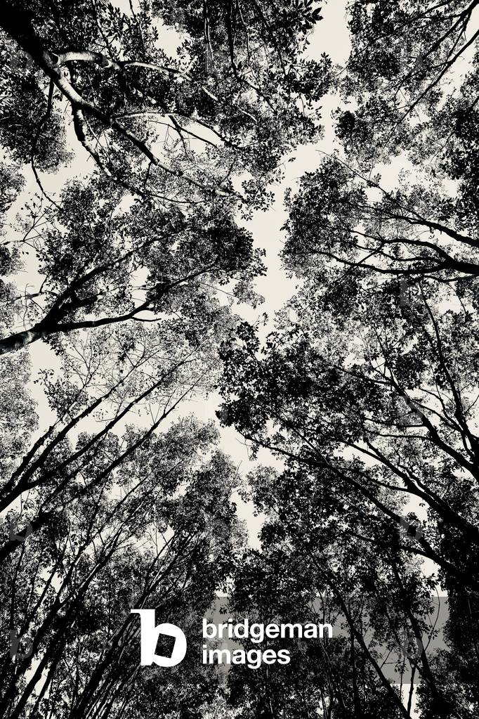 Up Through The Trees, 2018 (s/w Foto)