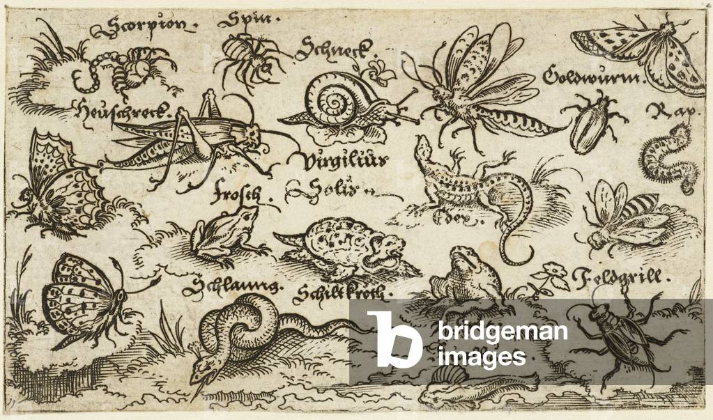 "Insekten" 1572 von the elder Solis