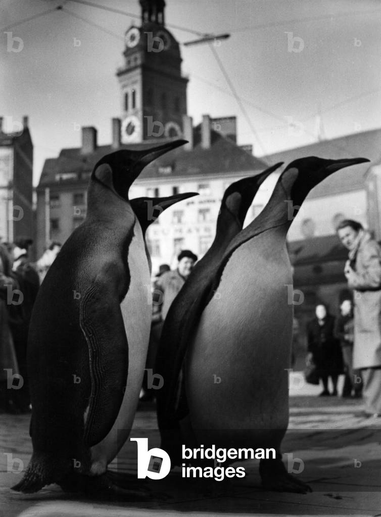 Pinguine in München (s/w Foto)