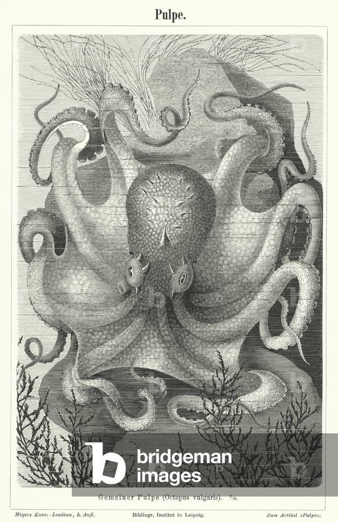 Poulpe commune (gravure)