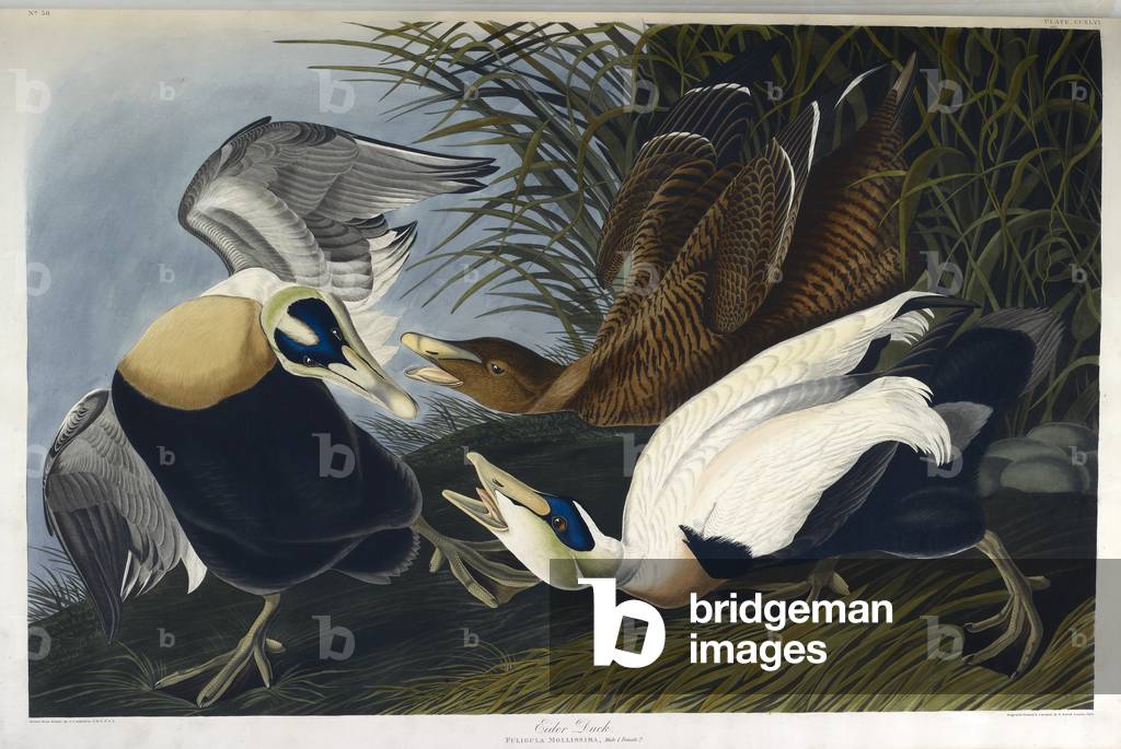 "Due piccioni. Illustrazione a colori di Audubon; Eider Duck."